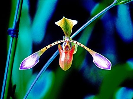 Orchid on the Wing by artist Charlie Kreitler